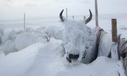 मङ्गोलियामा नौ प्रतिशतभन्दा बढी चौपायाको चिसोबाट मृत्यु
