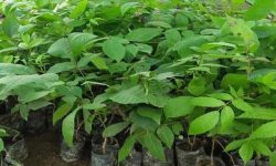 हाडे ओखरको बिरुवा दाँते भएपछि…