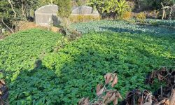 अन्न उत्पादन घटेपछि म्याग्दीका किसान फलफूलखेतीमा