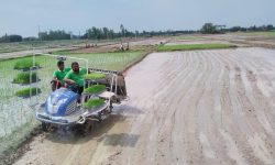 चैते धानखेतीतर्फ झापाका किसानको आकर्षण बढ्दो