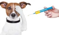 भोजपुरमा रेविज विरुद्ध खोप अभियान सञ्चालन