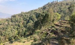 झाडी फाडेर सुन्तलाखेती