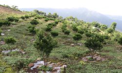 नवलपरासी पूर्वमा सुन्तला जातको फलफूल खेती क्षेत्र दोब्बरले वृद्धि