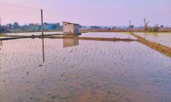 अनुदानले खेती क्षेत्र र उत्पादन बर्सेनि बढ्दै