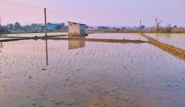 अनुदानले खेती क्षेत्र र उत्पादन बर्सेनि बढ्दै