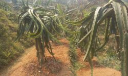 स्याङ्जाका शिवको लोभलाग्दो ‘ड्रागन फ्रुट’ खेती