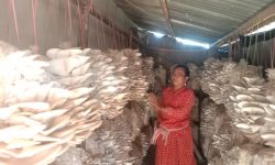 व्यावसायिक च्याउखेतीबाट मनग्य आम्दानी