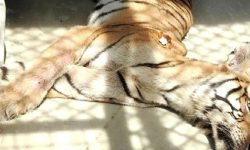 पर्सा राष्ट्रिय निकुञ्जको खोरमा बाघको मृत्यु