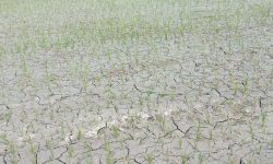 खडेरीले रोपेको धान सुक्न थाल्यो, उकुसमुकुस गर्मीले जनजीवन कष्टकर