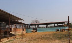 दूध र गोबर बेचेर मासिक एक लाख ५० हजार