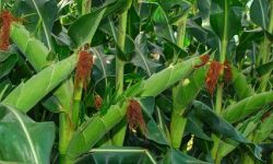 झापामा गहुँ उत्पादनको क्षेत्रफल घट्दै, मकैमा किसानको आकर्षण