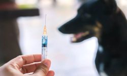 बाजुरामा रेबिजविरुद्धको खोप अभाव