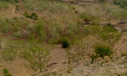 जुम्लाका बगैँचामा स्याउ फुल लाग्यो