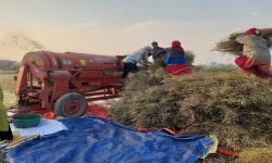 नवलपरासीका किसान तोरीखेतीतर्फ आकर्षित