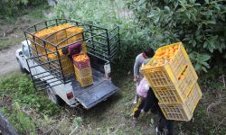 सुन्तला बेचेर म्याग्दीमा २१ करोड भित्रियो