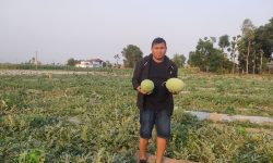 खरबुजा खेतीबाट आकर्षक आम्दानी गर्दै नवलपुरका मीनबहादुर