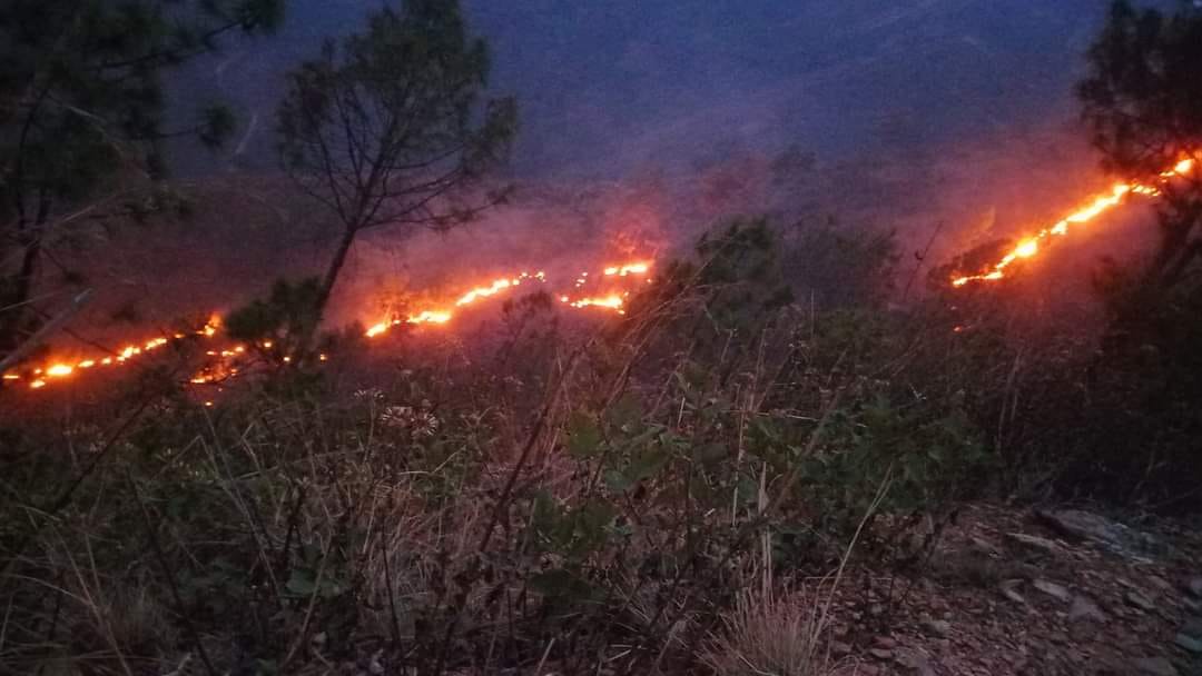 मङ्गोलियामा करिब सात लाख हेक्टर वन क्षेत्र डढेलोबाट प्रभावित
