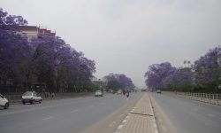 चक्रपथमा मनै लोभ्याउने जाकाराण्डा फूल