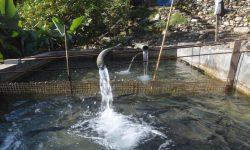 ‘खोर्लाबेँसीमा उत्पादित ट्राउट माछाको माग धान्नै सकिएन’