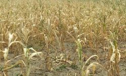 हुम्लामा खडेरी, खेतमै सुक्यो बाली