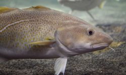 ठूलीगाड जलाधार क्षेत्रमा माछाका प्रजाति लोप हुँदै