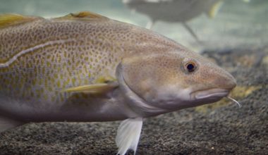 ठूलीगाड जलाधार क्षेत्रमा माछाका प्रजाति लोप हुँदै