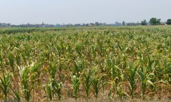 खडेरीले सुक्न थाल्यो मकै