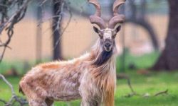 संयुक्त राष्ट्रसङ्घको महासभाले गर्याे मे २४ लाई ‘अन्तर्राष्ट्रिय मारखोर दिवस’ का रुपमा घोषणा