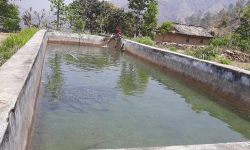 पोखरीमा पानी सङ्कलन गरेर सागसब्जी फलाउँदै कैलालीका किसान