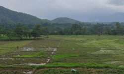 आकाशको पानीको भरपर्दा सर्लाहीमा भएन रोपाइँ