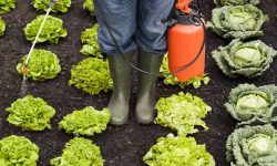 तरकारीमा विषादीको प्रयोग बढी