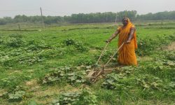 तरकारी खेतीबाट मनग्य आम्दानी