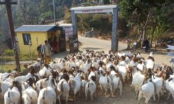 बोयर बोका र खरी जातको बाख्राको माग उच्च