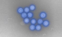 युरोपमा बढिरहेको छ ब्लुटङ्ग भाइरस