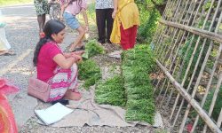 निगुरो व्यापार : लगानी बिना नै लोभलाग्दो आम्दानी