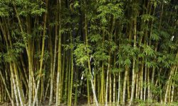 तुहियो चुरेमा बाँस रोप्ने योजना