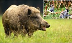 वन्यजन्तुबाट कृषिबाली नष्ट गर्नेक्रम बढ्दै : किसानलाई क्षतिपूर्ति प्राप्त गर्न झन्झट