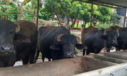 ‘सामाजिक सञ्जाल’बाटै बिक्री हुन्छ पशुवस्तु र कृषिजन्य उत्पादन