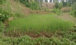 मुख्य बाली कोदोको उत्पादन घट्दै, माग बढ्दै