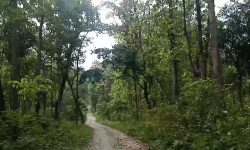 पर्सामा चार सय ६८ हेक्टर वन अतिक्रमणमा : जनशक्ति नहुँदा अनुगमन गर्न समस्या