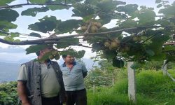 मकै र कोदो खेतीको विकल्पमा किबी