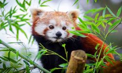 रेडपाण्डा संरक्षणका लागि जैविकमार्ग