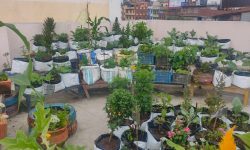 सहरी कृषि सम्बन्धी अध्ययनले संयुक्त राष्ट्रसंघको फ्युचर समिट २०२४ का लागि दृष्टिकोण दिने