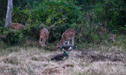 वन्यजन्तुलाई दैनिक आहाराको समस्या