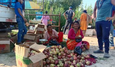 जुम्लाका उत्पादन, कैलालीमा व्यापार