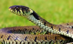 दाङमा सर्प महोत्सव हुँदै