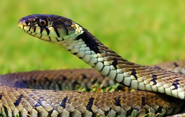 सर्वसाधारणलाई सर्प पहिचानसम्बन्धी तालिम सञ्चालन