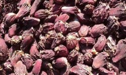 उत्पादन बढेपछि आठ स्थानीय तहमा ‘अलैँची जोन’