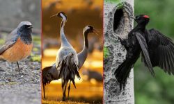 सुन्दर पक्षीको अवार्ड कसले पाउला ?