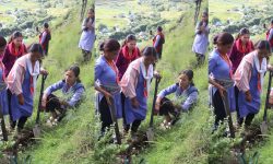 तीजको अवसरमा शिक्षिकाहरूले गरे वृक्षरोपण